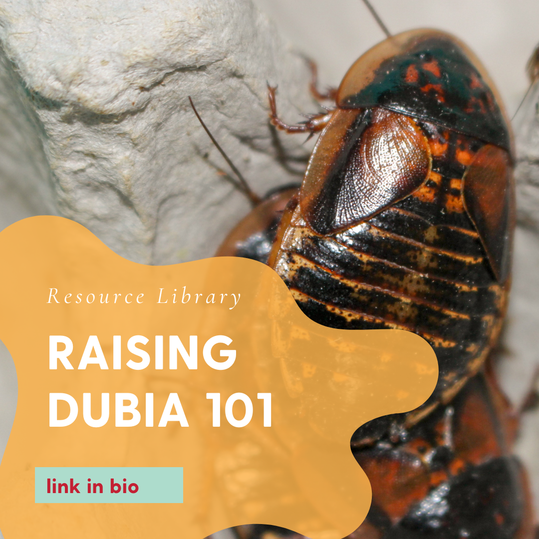 Raising Dubia 101 - How to SUCCESSFULLY raise dubia roaches.