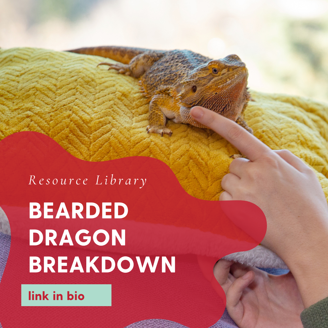 Bearded Dragon Breakdown