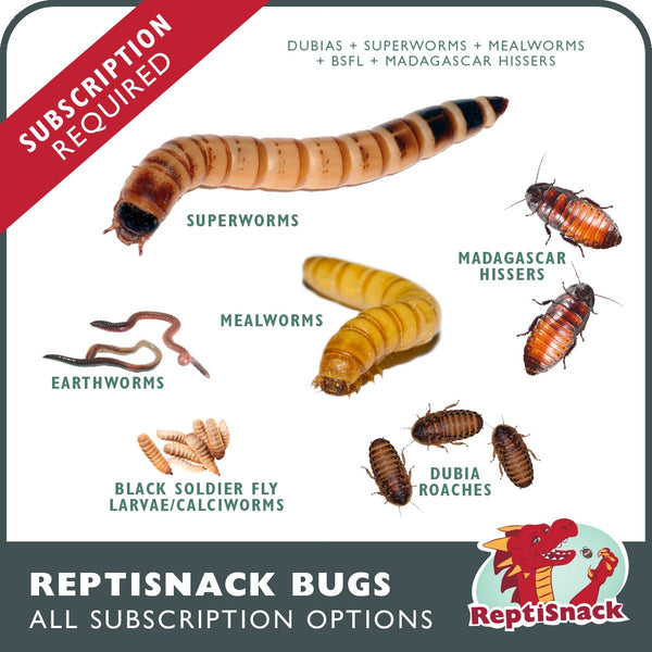 All ReptiSnack Subscriptions