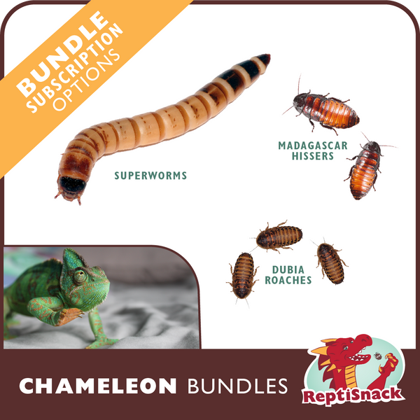 Chameleon Bundles