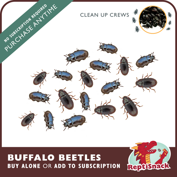 Buffalo Beetles