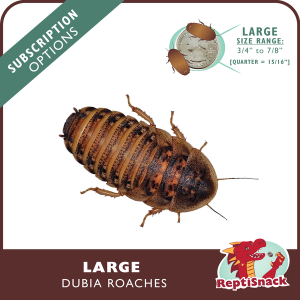 Large Dubia Roach Subscriptions