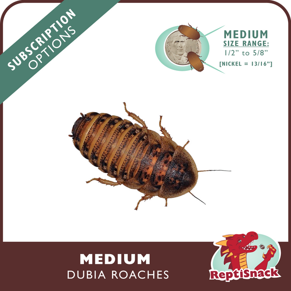 Medium Dubia Roach Subscriptions