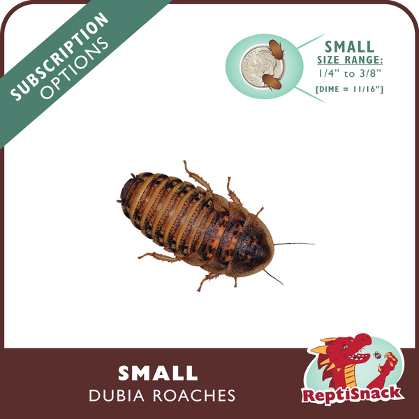 Small Dubia Roach Subscriptions