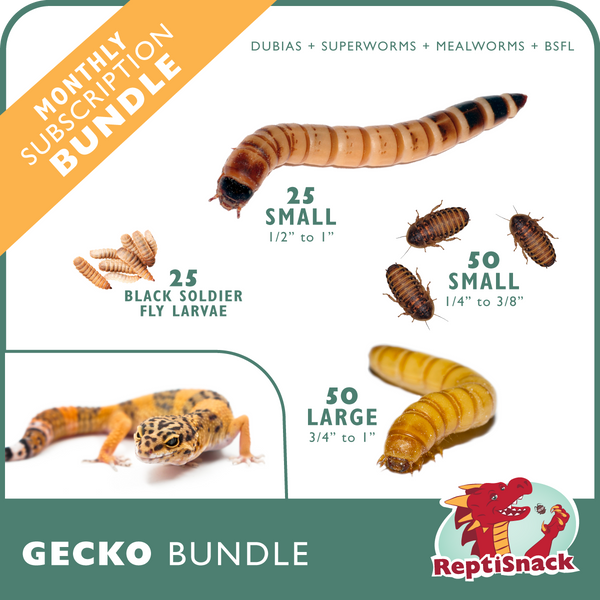 Gecko Bundle