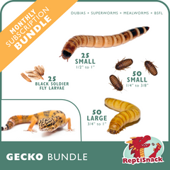 Gecko Bundle