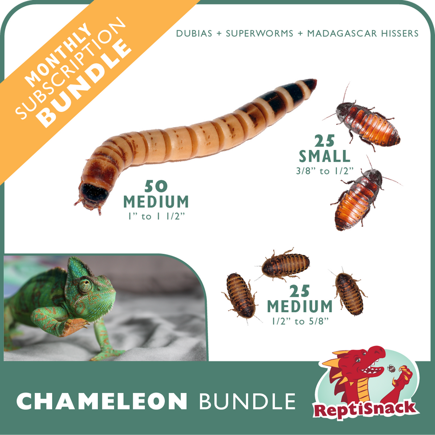 Chameleon Bundle
