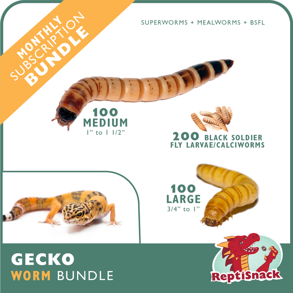 Gecko Worm Bundle