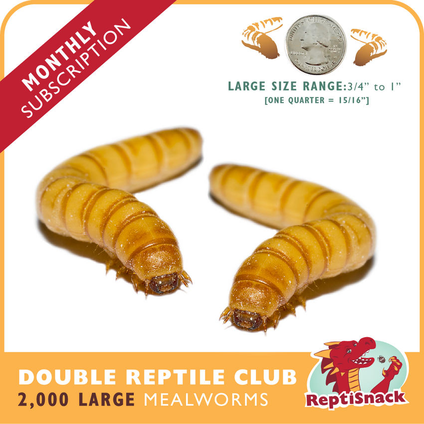 Double Reptile Club MW2000
