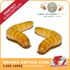 Double Reptile Club MW2000