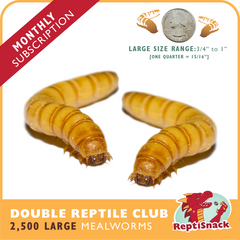 Double Reptile Club MW2500