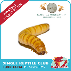 Single Reptile Club MW1000