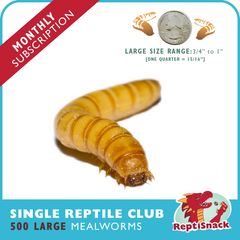 Single Reptile Club MW500