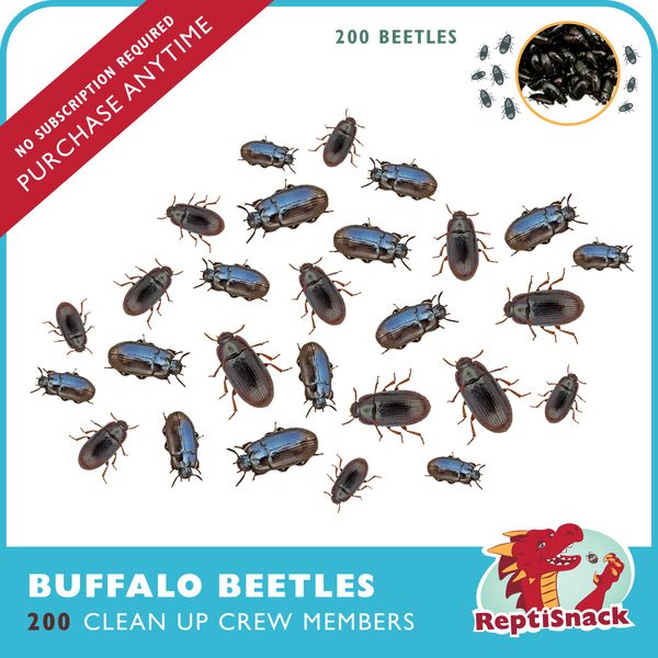 200 Buffalo Beetles