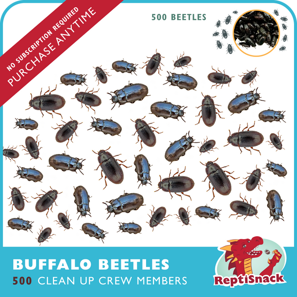 500 Buffalo Beetles