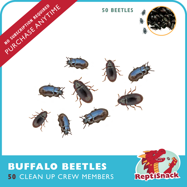 50 Buffalo Beetles