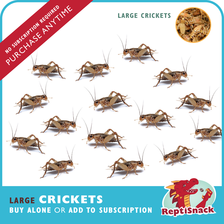 Large Crickets