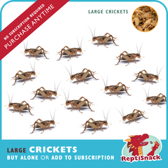 Large Crickets
