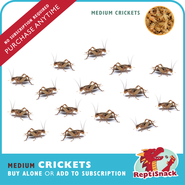 Medium Crickets