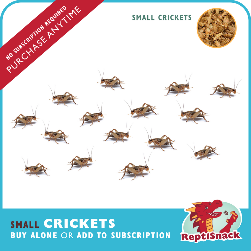 Small Crickets