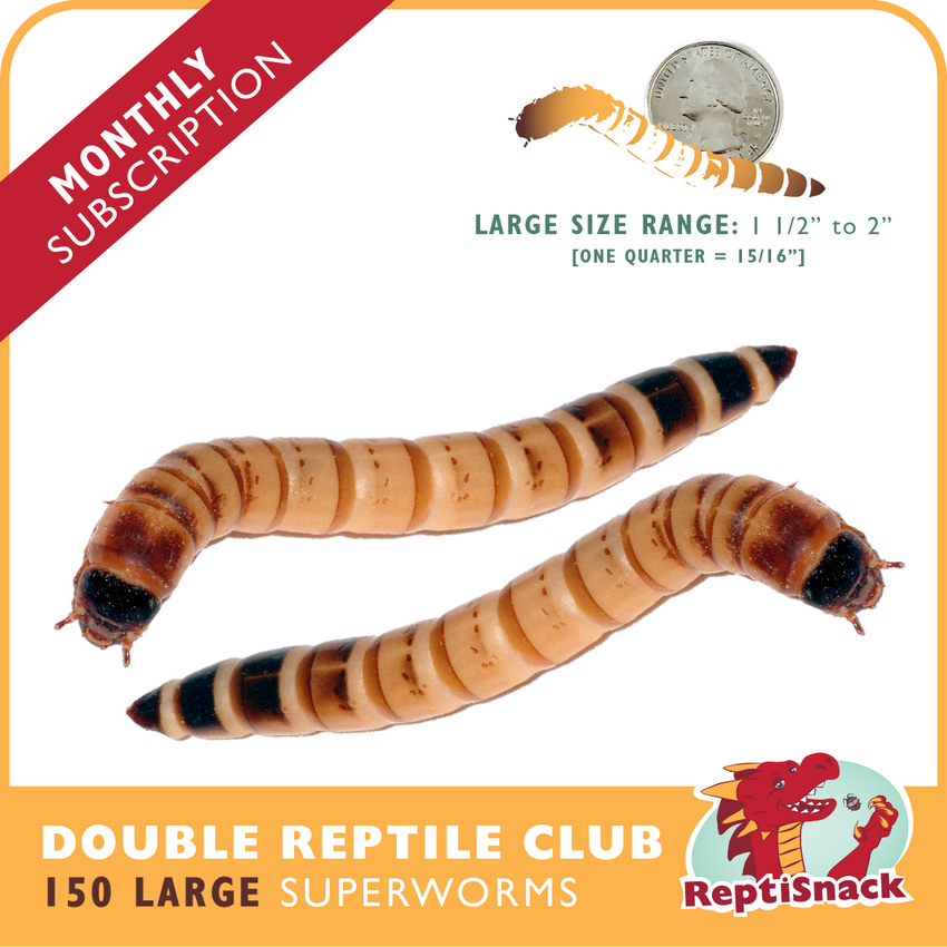 Double Reptile Club SW150