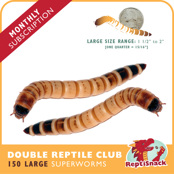 Double Reptile Club SW150