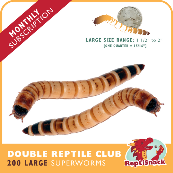 Double Reptile Club SW200