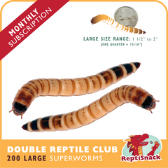Double Reptile Club SW200