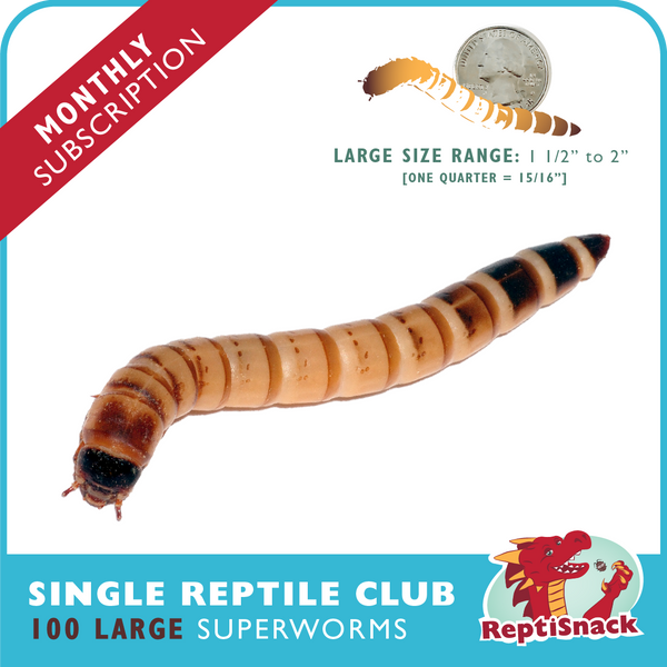 Single Reptile Club SW100