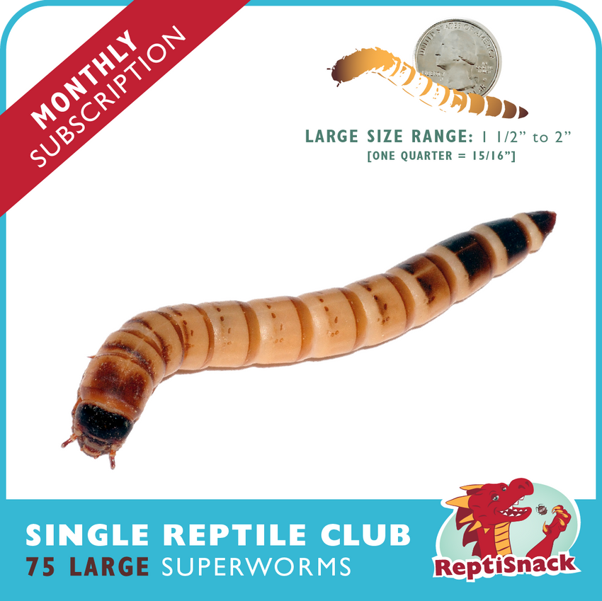 Single Reptile Club SW75