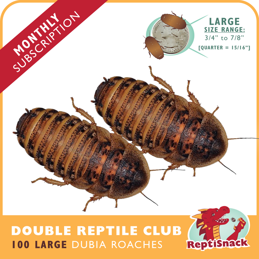 Double Reptile Club (Large)