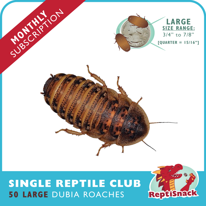 Single Reptile Club (Large)