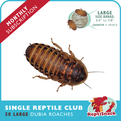 Single Reptile Club (Large)