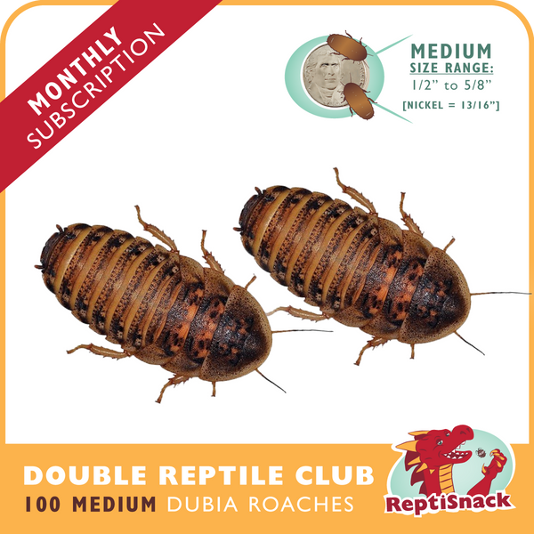 Double Reptile Club (Medium)
