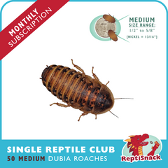 Single Reptile Club (Medium)