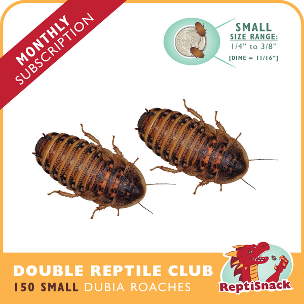 Double Reptile Club (Small)