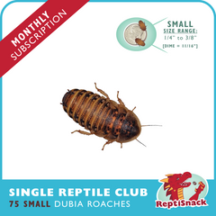 Single Reptile Club (Small)